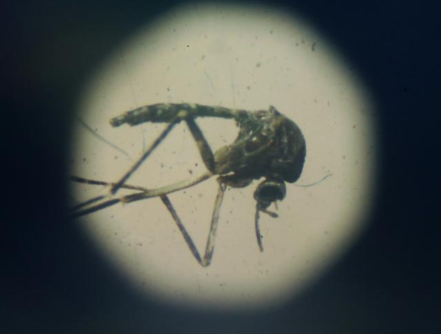 U Kolumbiji više od 61.300 inficiranih virusom zika